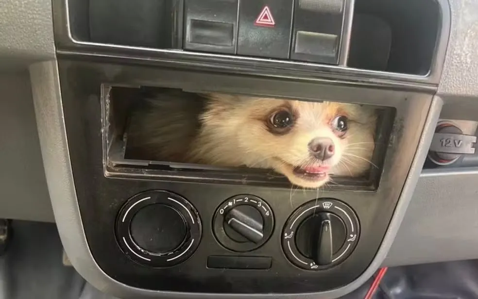 Cachorro fica preso ao painel de carro e surpreende dono