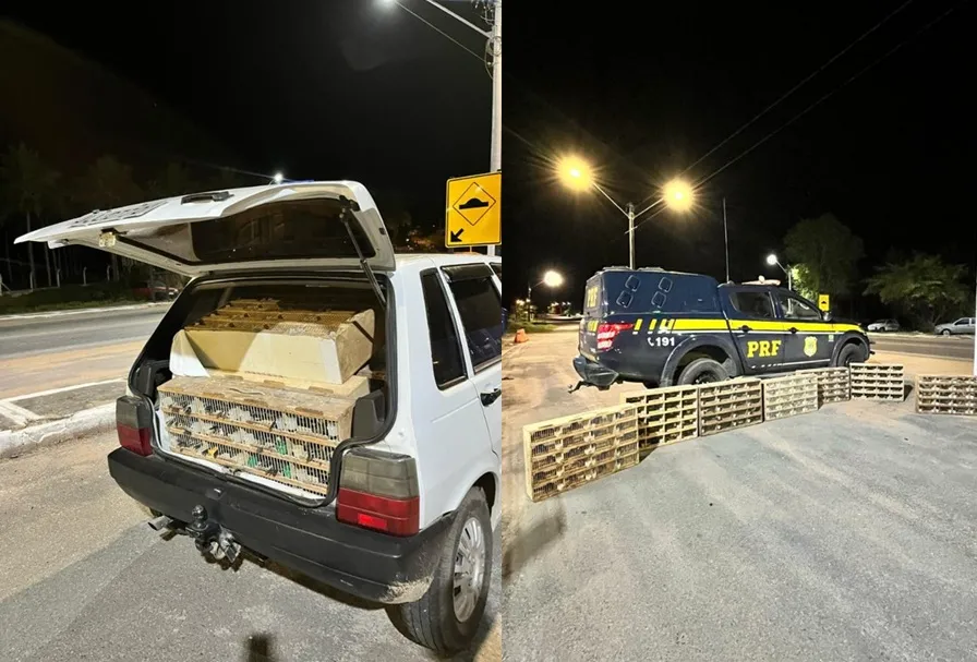 PRF resgata 585 animais silvestres transportados em veículo abordado na BR-110