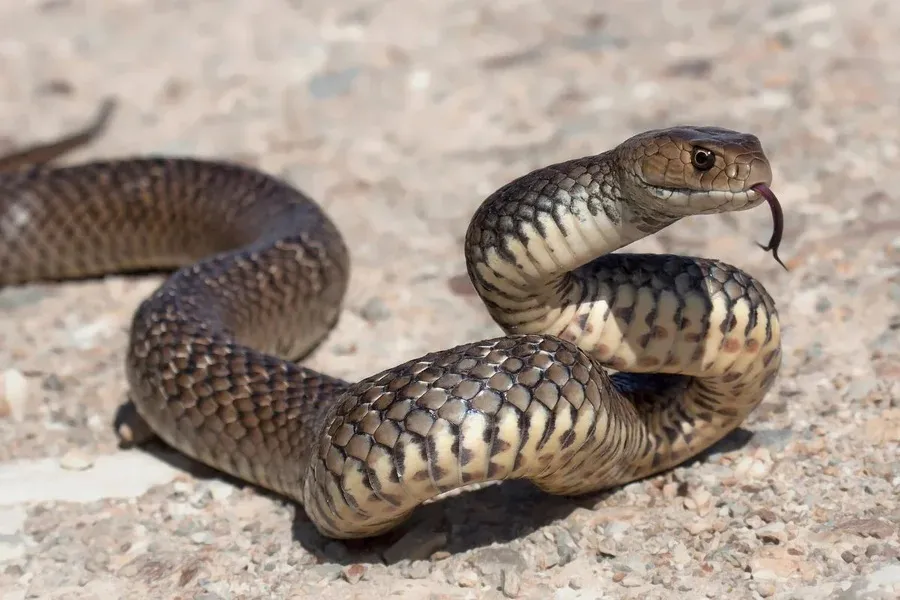 Turista morre após cobra entrar em calça e picá-lo em show de encantador de serpentes