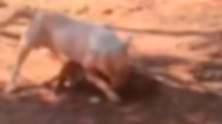 VÍDEO: Pitbull escapa de casa e mata cachorro de vizinha; PM precisou usar spray de pimenta