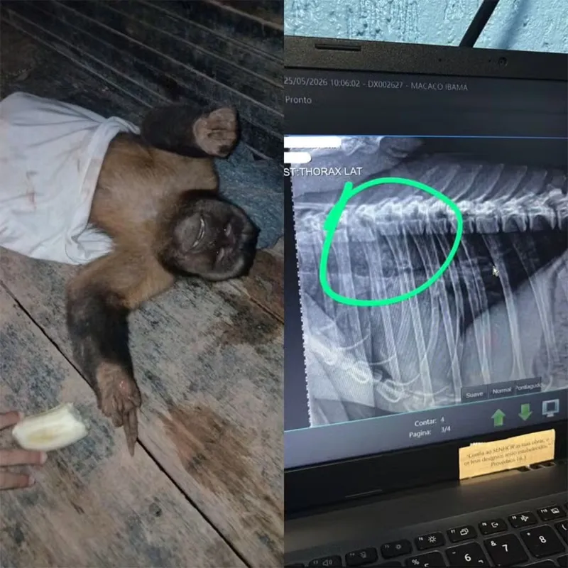 Macaco-prego morre após ser encontrado com coluna quebrada