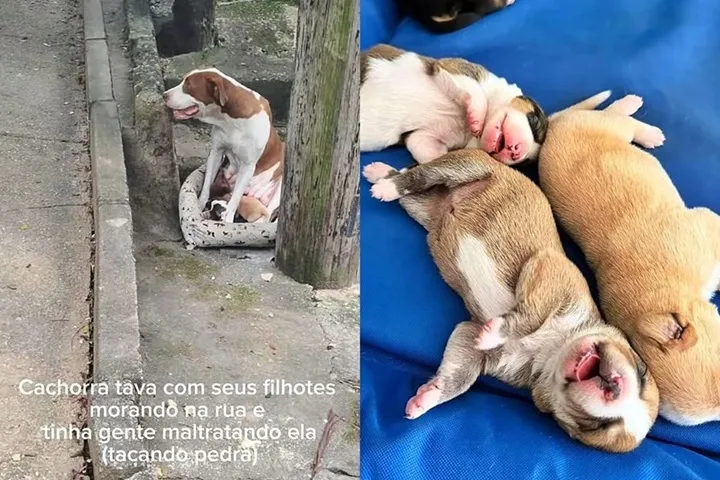 Reprodução
