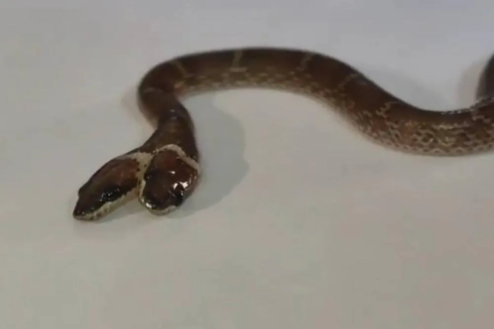 Cobra com duas cabeças e quatro olhos é resgatada