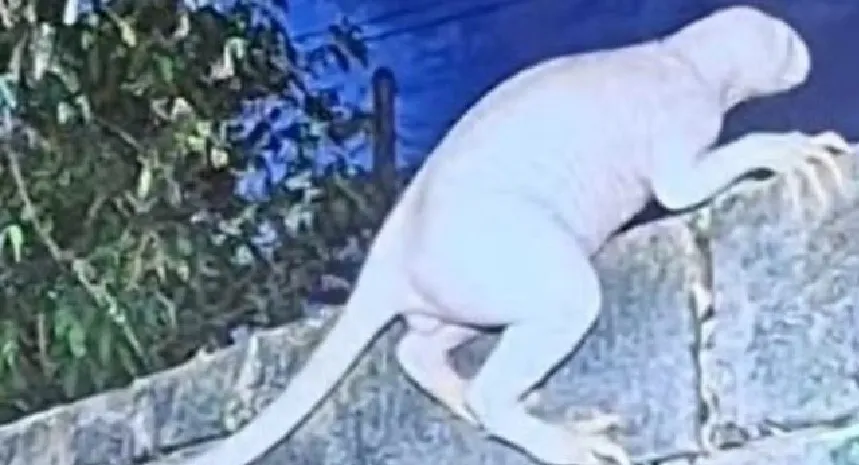 Criatura sem pelos e com dedos longos mata dezenas de animais e faz famílias abandonarem casas; saiba mais