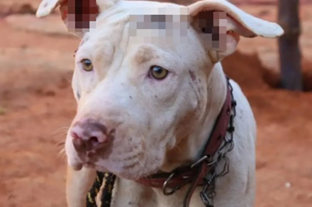 Homem é preso por deixar cão acorrentado durante 8 meses seguidos 